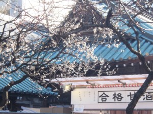 【季節の一枚】湯島天神