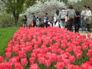 【季節の一枚】春、真っ盛りの国営昭和記念公園