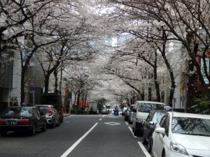 【季節の一枚】ビジネス街の桜