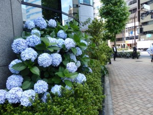 【季節の一枚】株の街のアジサイ花