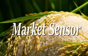 【米価高騰で注目】おこめ券政策、株式市場も反応、精米・農機・小売株に追い風