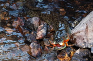 東京大学・国立環境研究所、ウナギが陸上で狩り、水陸両方で捕食可能と確認